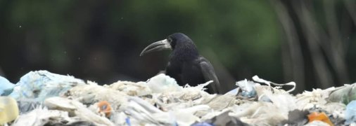 Грак на свалке в Ровно Фото: Василий Ильчук