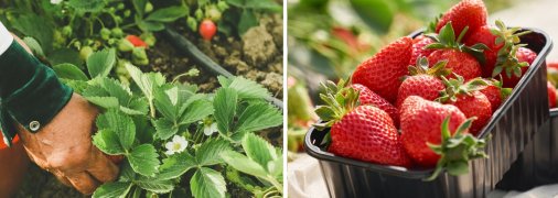 З підручних інгредієнтів можна приготувати добриво для полуниці