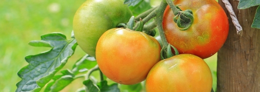 Плохая рассадка овощей может негативно сказаться на вашем урожае