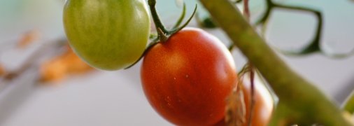 Чтобы получить успешный урожай, следуйте этим советам