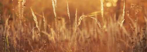 В Украине пока сохранится теплая погода