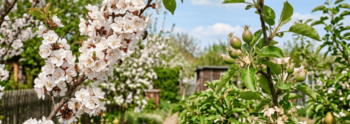 Абрикосы, яблони, сливы цветут, но проку нет. Что надо сделать