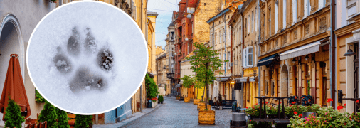 Дику тварину побачили у місті