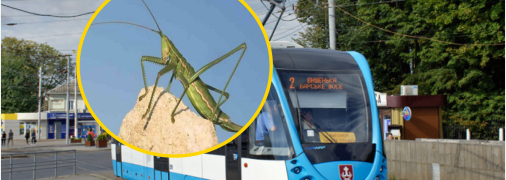 Саранча в винницком трамвае