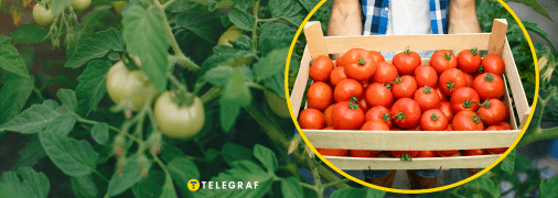 Сбор урожая помидоров в сентябре