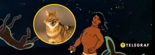 Шакал, Маугли, "рыжие собаки"