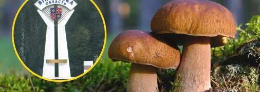 Винниччина богата грибами