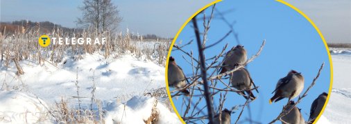 Омели на Волыни