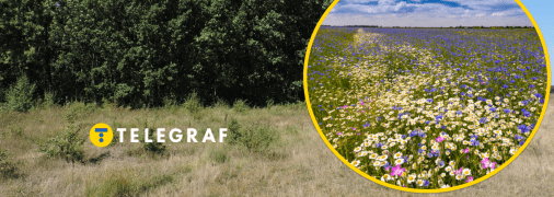 Поле з квітами