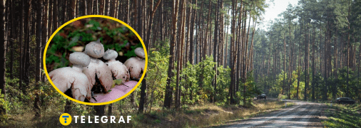 В лесу Винницкой области нашли гриб звездовик