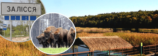 Зубры в Залесье