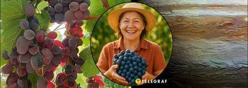 Виноград Юпитер отличается высокой урожайностью и ярким вкусом