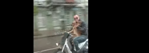 "Це ж Стейтем": в мережі сміються над поїздкою собаки на мотоциклі в Одесі (відео)