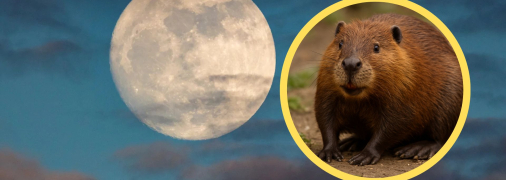 Суперповню ще називають Бобровим Місяцем