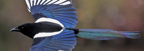 Упала с ребёнком на руках: в Австралии мать пыталась защититься от сороки и потеряла дочь