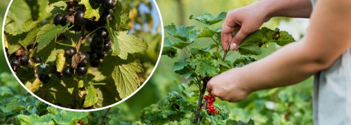 Чим обробити кущі смородини від шкідників