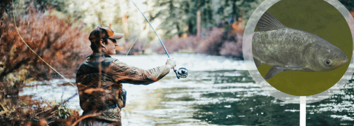 Український рибалка спіймав великого товстолоба