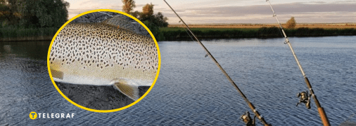 Рибалка в Івано-Франківську впіймав форель