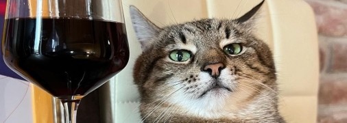 Кіт Степан - фото-віитка пухнастого блогера