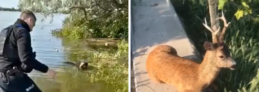 От преступления россиян пострадали беззащитные животные