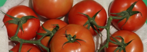 Во избежание болезней листьев избегайте намокания листвы при поливе