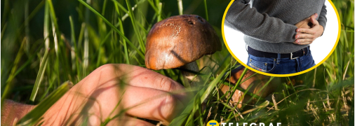 Як правильно вибирати гриби