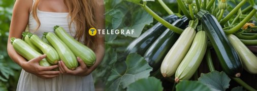 Кабачки потребують важливих мікроелементів