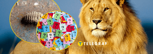 Редкое насекомое — муравьиный лев обыкновенный