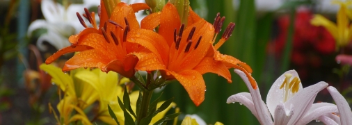 Лілія – прикраса будь-якої клумби