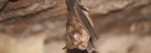 Подковоносые летучие мыши