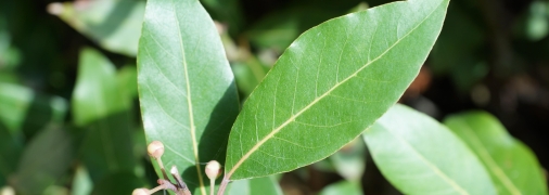 Лавровий лист привертає успіх