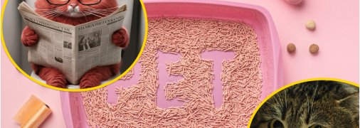 Як має бути розташована туалетна зона для кішки