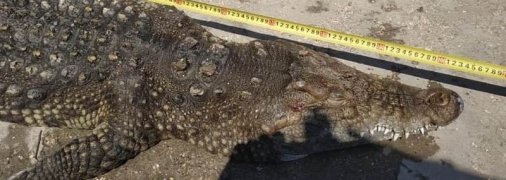 Из озера Арабатской Стрелки выловили почти двухметрового крокодила: отдыхающие не верят (фото)