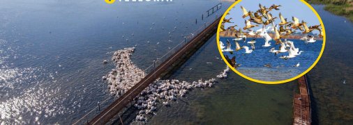 На Одещині побачили рідкісного птаха