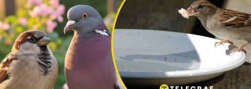 Чому горобців поменшало в Україні