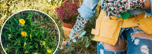 Як позбутися пирію, кульбаб та інших бур’янів