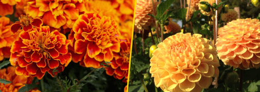 Не "георгіни" и не "гладіолуси": как на украинском правильно называть осенние цветы