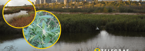 Річка Суха Московка у Запоріжжі