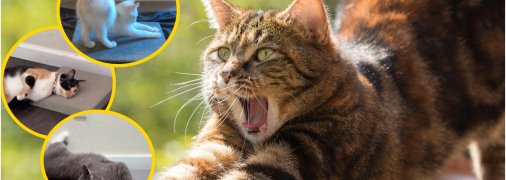 У мережі набирає популярності новий тренд