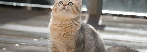 Кошки неплохо поддаются дрессировке, однако придется приложить усилия