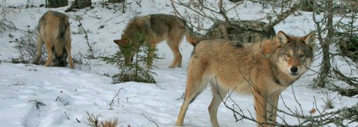 Собаки замолкают, люди в панике: почему волки массово атакуют домашний скот в разных уголках Украины