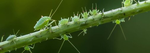 Тля может уничтожить весь урожай (изображение создано с помощью ИИ)