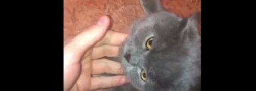 Под Хмельницким полицейский до смерти избивал животных и снимал происходящее на видео