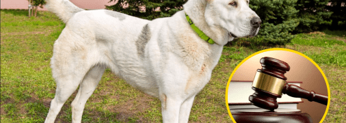 Среднеазиатская овчарка