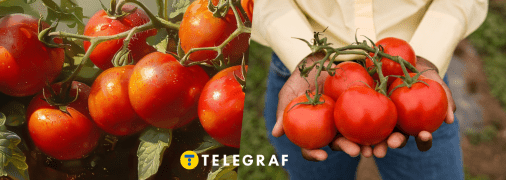 Правильный уход за помидорами