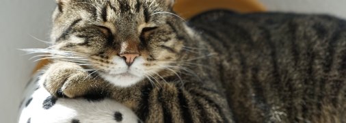 Ноябрь хороший месяц для Раков, Стрельцов и Рыб