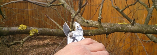 Правила осенней обрезки деревьев