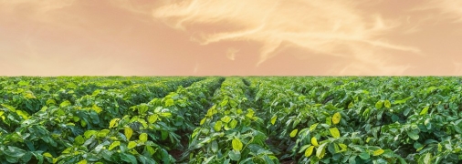 Время высадки картофеля влияет на количество урожая (изображение создано с помощью ИИ)