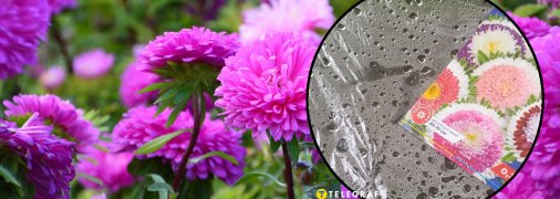 Простий, але хитрий спосіб, щоб проросло найстаріше насіння айстри