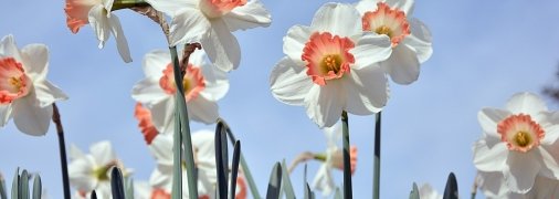 В марте в Украине цветут нарциссы